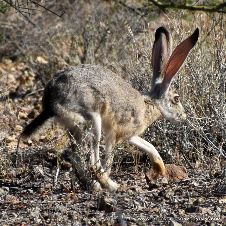 BLACK-TAILED JACKRABBIT_013