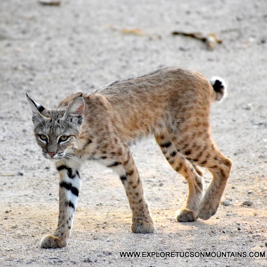 TUCSON MOUNTAIN BOBCAT