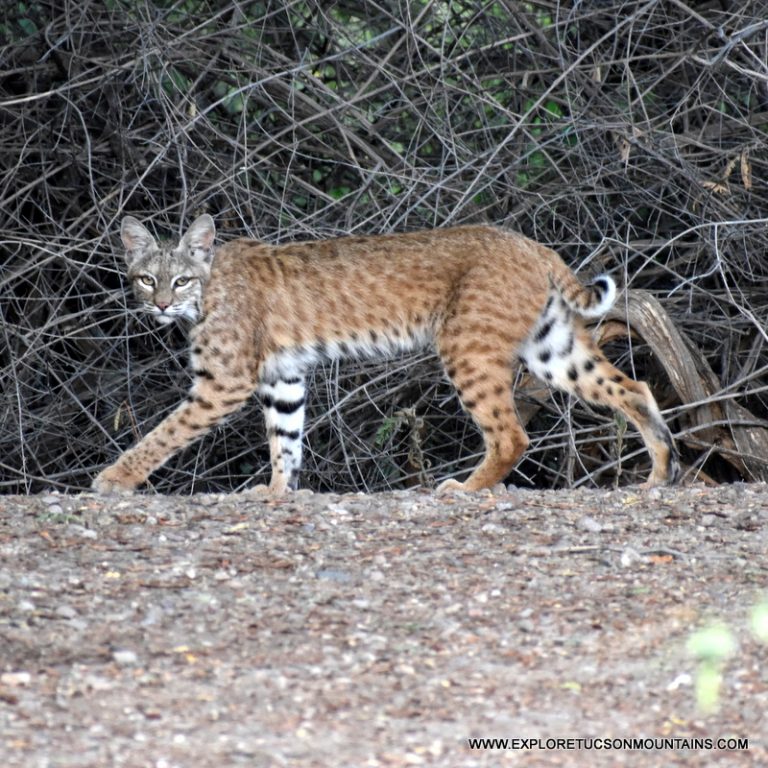 TUCSON MOUNTAIN BOBCAT