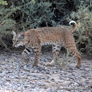 TUCSON MOUNTAIN BOBCAT