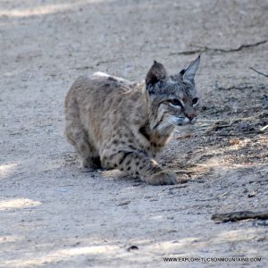 TUCSON MOUNTAIN BOBCAT