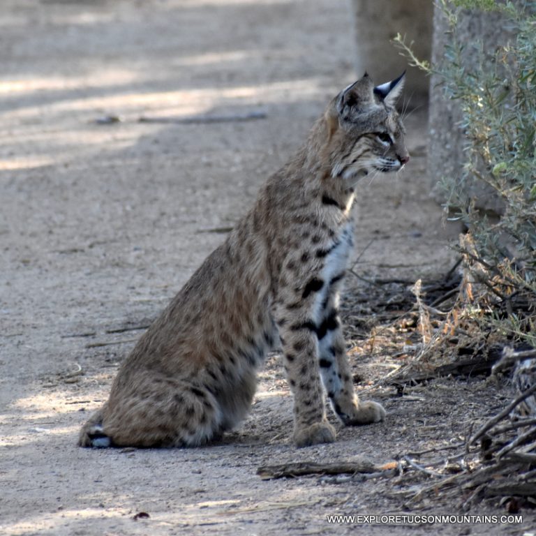 TUCSON MOUNTAIN BOBCAT