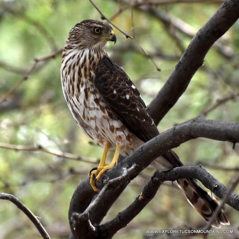 COOPER'S HAWK_116