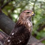 TUCSON COOPER'S HAWK