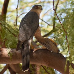 COOPER'S HAWK_167