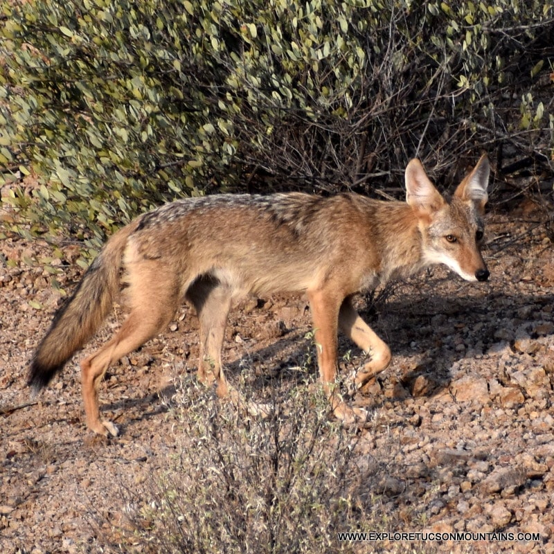 COYOTE TUCSON MOUNTAINS TRAIL CAM