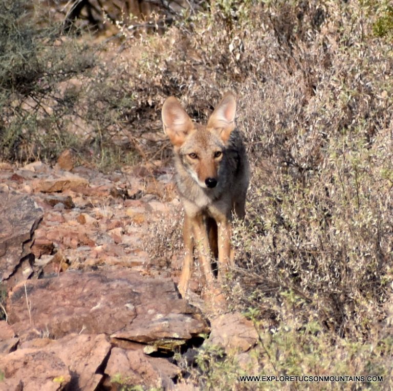 TUCSON MOUNTAINS COYOTE