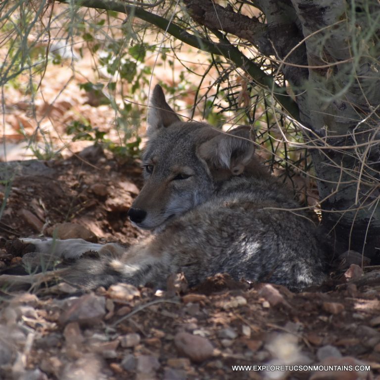 TUCSON MOUNTAINS COYOTE