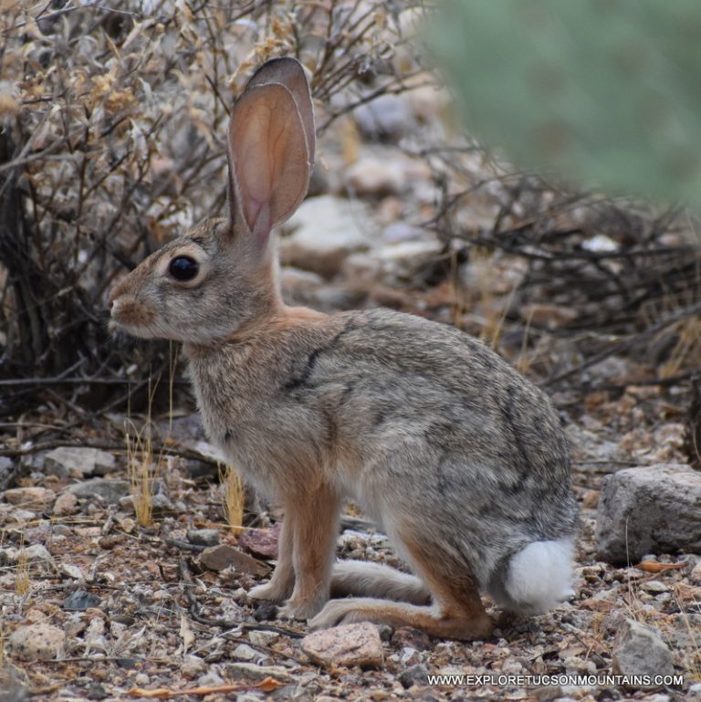 DESERT MAMMALS PHOTO GALLERY - Explore the Tucson Mountains