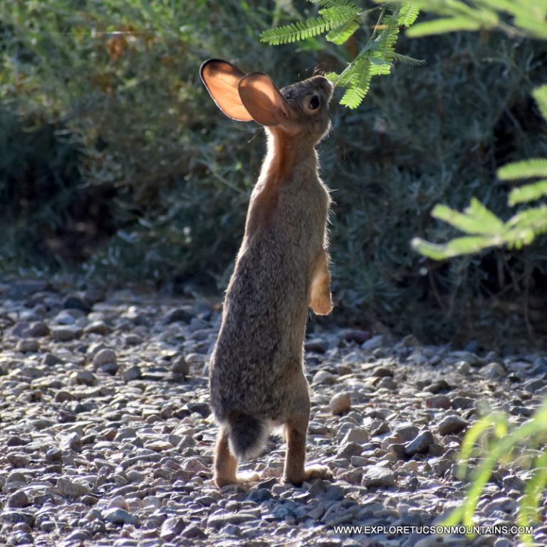 DESERT COTTONTAIL_037