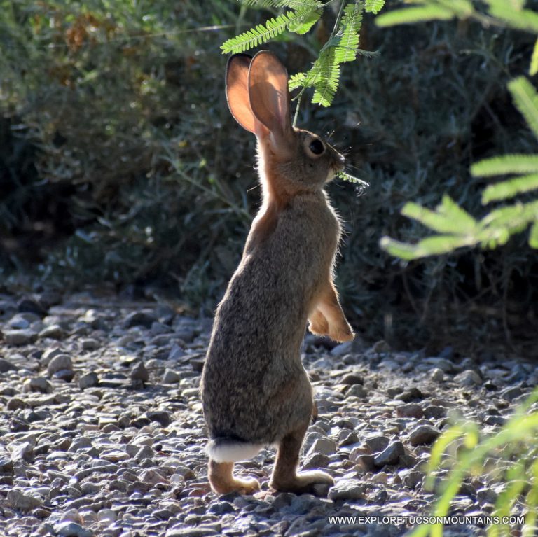 DESERT COTTONTAIL_040