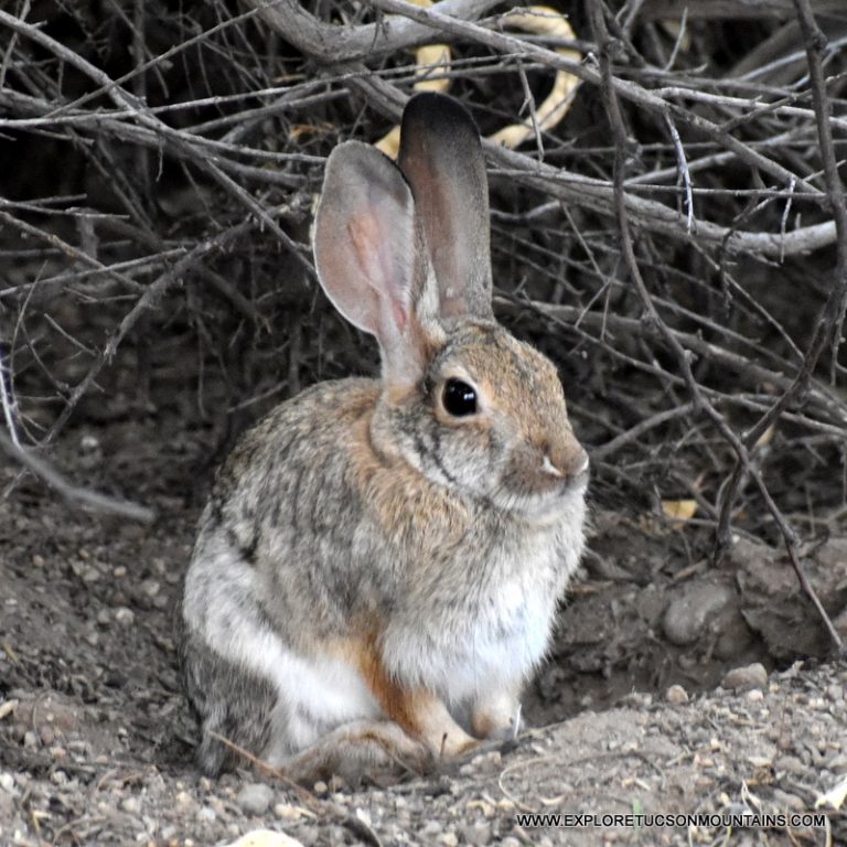 DESERT COTTONTAIL_042