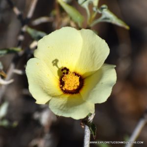 TUCSON DESERT FLOWERS - TUCSON PHOTO GALLERY