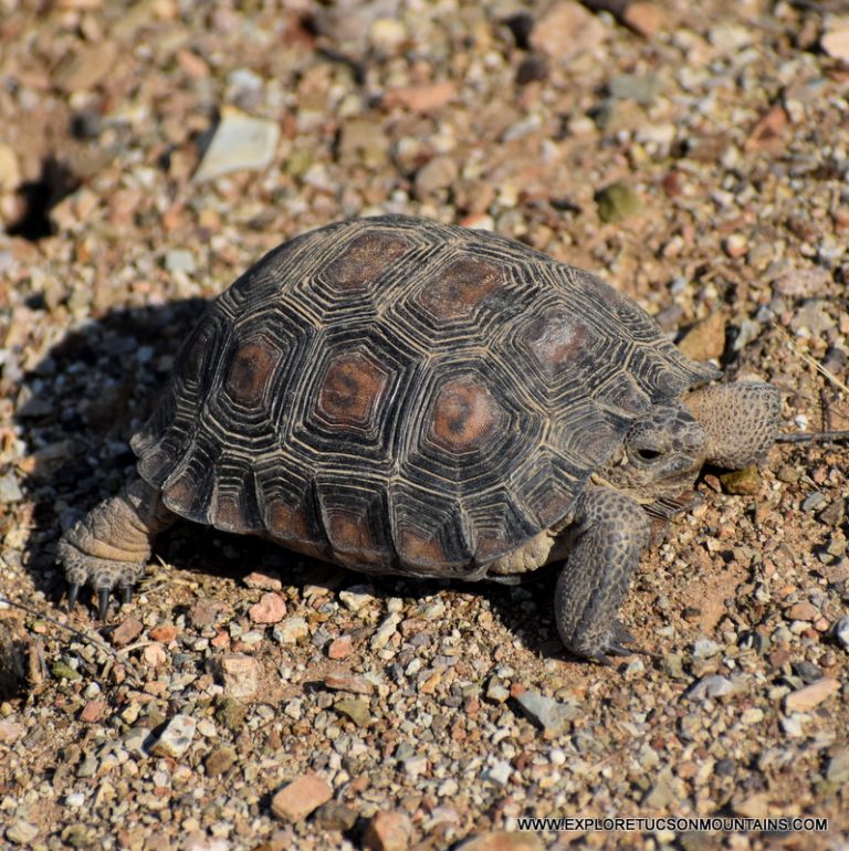 DESERT TORTIOISE