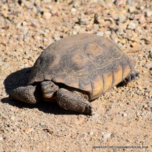 DESERT TORTIOISE