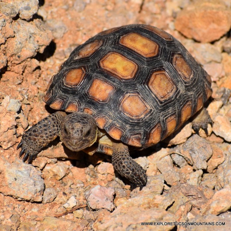 DESERT TORTIOISE