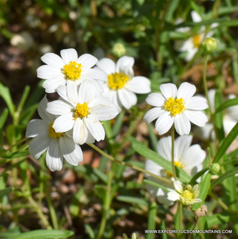 TUCSON DESERT FLOWERS - TUCSON PHOTO GALLERY