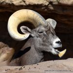 BIG HORN SHEEP TUCSON MOUNTAINS