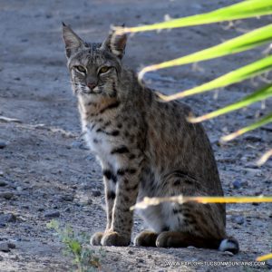 BOBCAT TUCSON MOUNTAINS TRAIL CAM