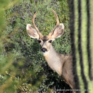 TUCSON MOUNTAINS MULE DEER