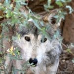 MEXICAN GREY WOLF TUCSON MOUNTAINS