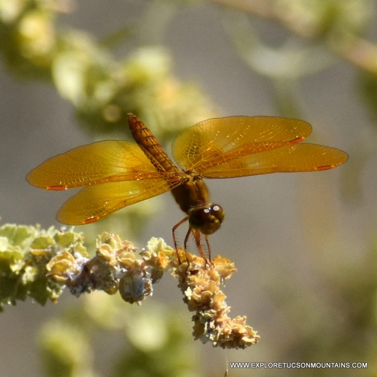 TUCSON INSECTS - TUCSON PHOTO GALLERY