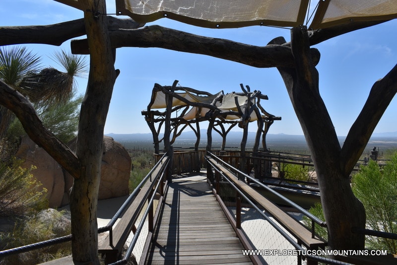 TUCSON BIRDING HOTSPOT