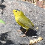 WILSON'S WARBLER