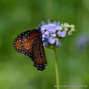 TUCSON INSECTS - TUCSON PHOTO GALLERY