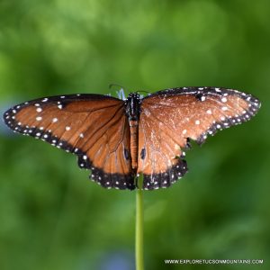 TUCSON INSECTS - TUCSON PHOTO GALLERY