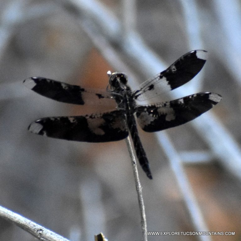 TUCSON INSECTS - TUCSON PHOTO GALLERY