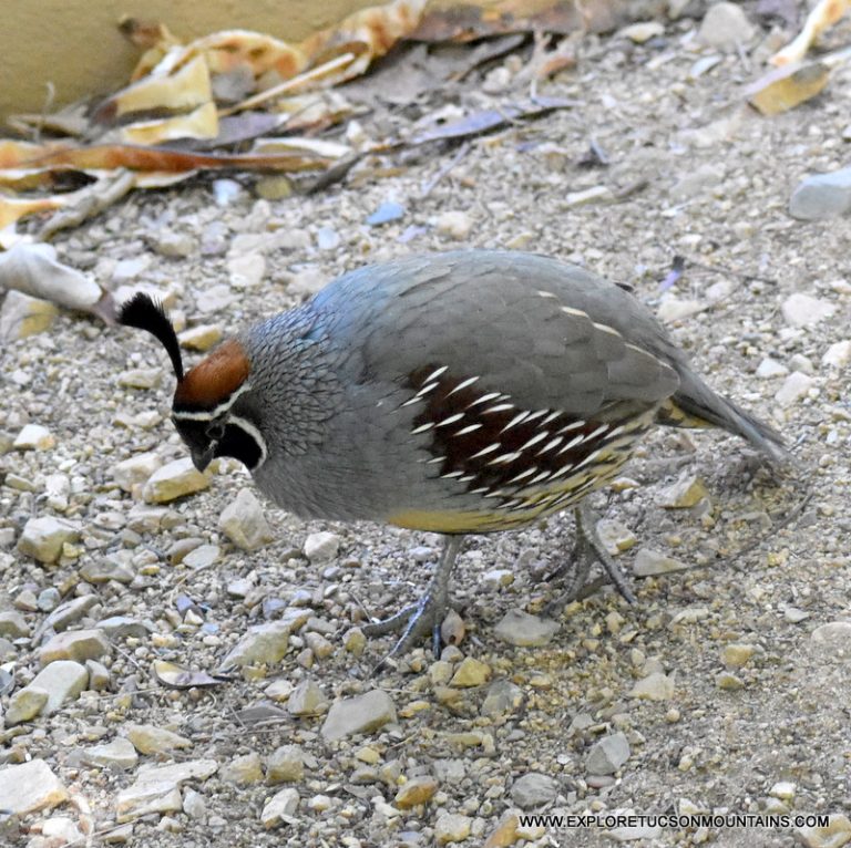 GAMBEL'S QUAIL_019