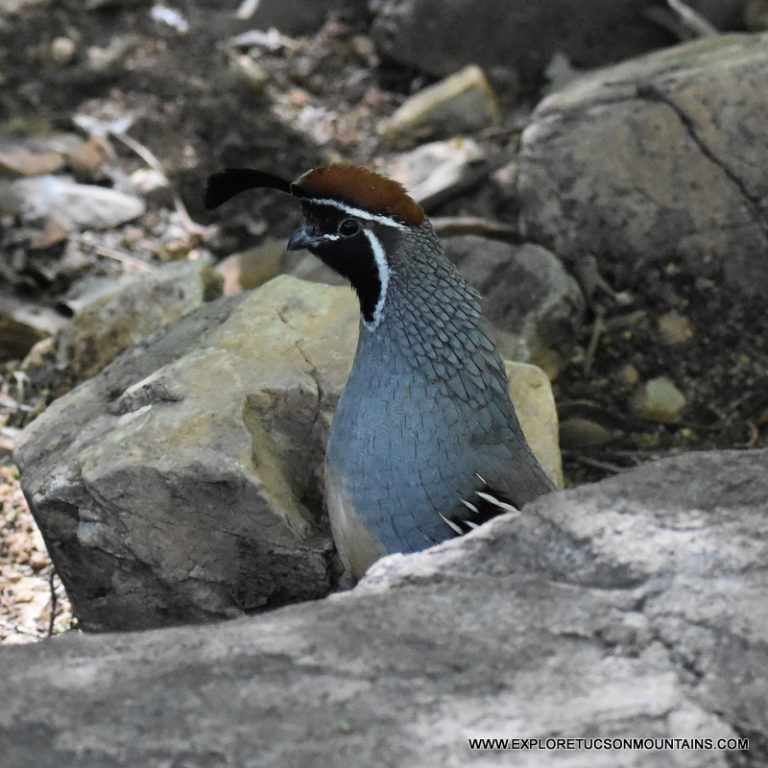 GAMBEL'S QUAIL_020