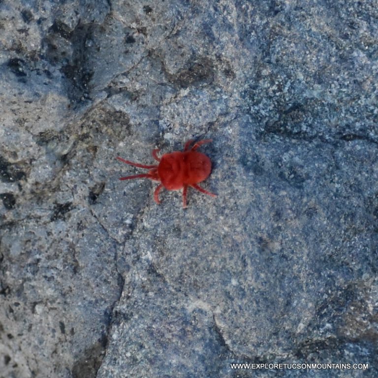 TUCSON INSECTS - TUCSON PHOTO GALLERY