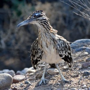 GREATER ROADRUNNER_042