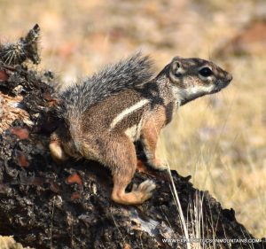 HARRIS'S ANTELOPE SQUIRREL_001 (2)