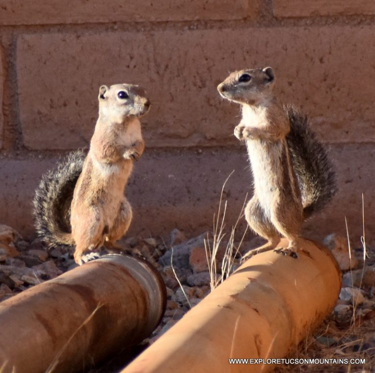 HARRIS'S ANTELOPE SQUIRREL_026