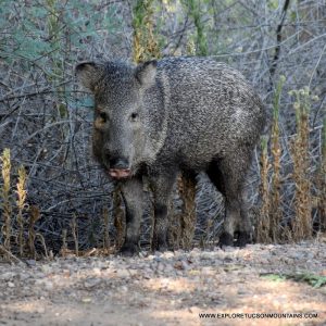 JAVELINA TUCSON MOUNTAINS TRAIL CAM