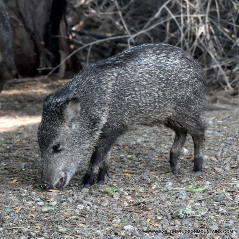 DESERT MAMMALS PHOTO GALLERY - Explore the Tucson Mountains