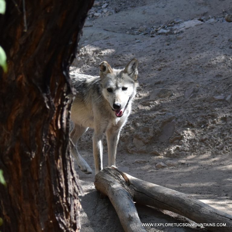 MEXICAN GREY WOLF_001