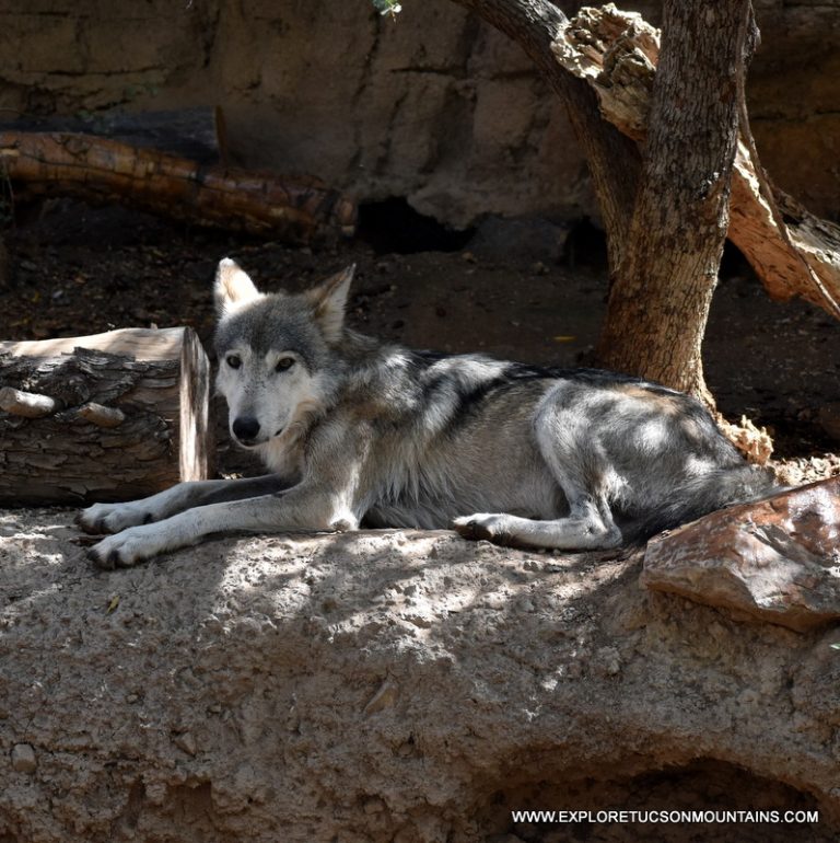 MEXICAN GREY WOLF_005