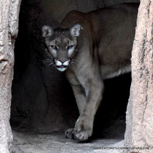 MTN LION_003