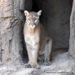 TUCSON MOUNTAIN LION