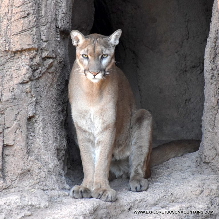 MTN LION_018