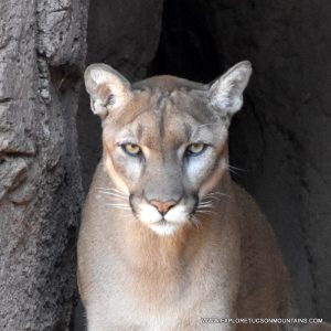 Mountain Lion at Desert Museum. Tucson attraction