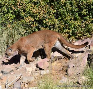 TUCSON MOUNTAINS MOUNTAIN LION