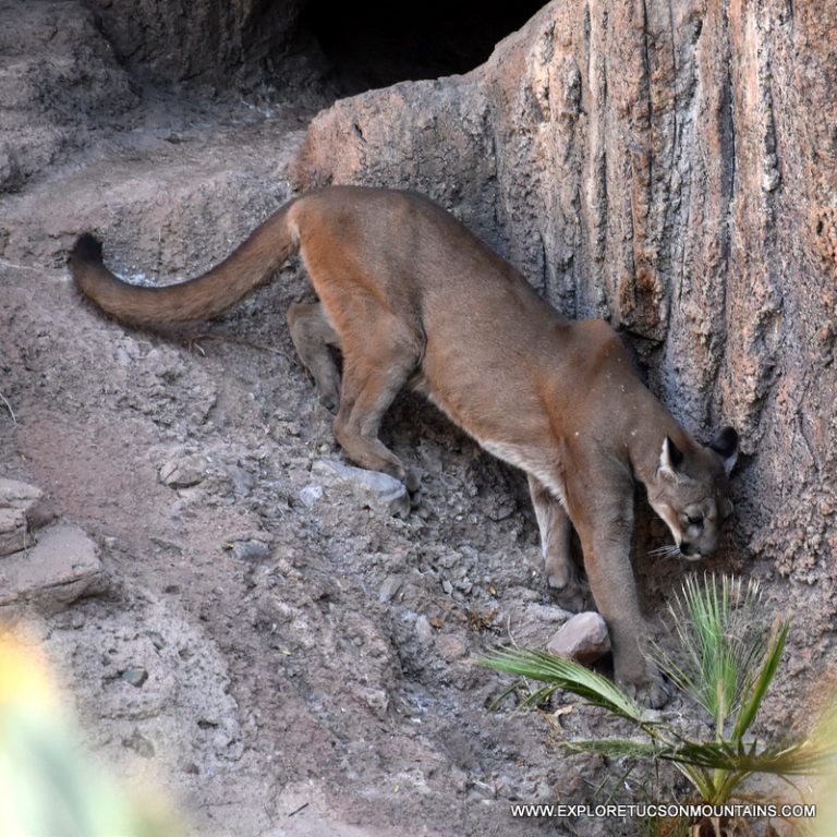 MTN LION_057