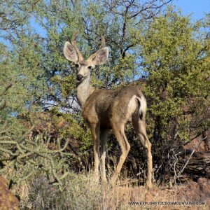 MULE DEER BUCK_050