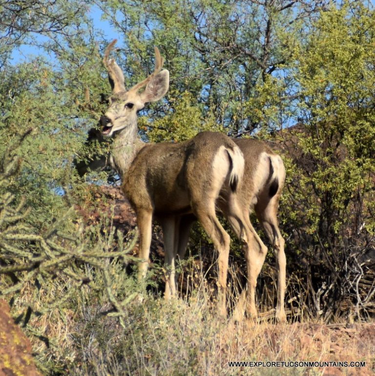 MULE DEER BUCK_058