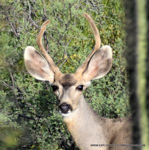 MULE DEER BUCK_064